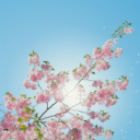 نویسنده سایت
